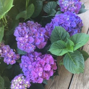 Meet your Posher, Callie